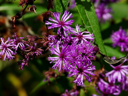{Vernonia gigantea}